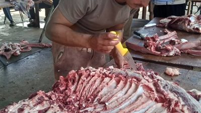 مجازر الإسكندرية تواصل استقبال الأضاحي بالمجان.. وذبح 458 رأس ماشية تحت إشراف بيطري كامل
