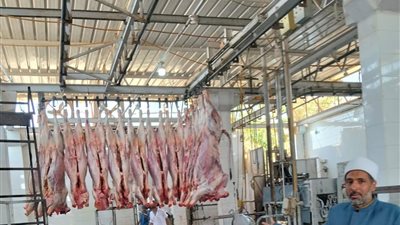 الأوقاف تواصل ذبح الأضاحي لليوم الثاني ضمن مشروع الصكوك