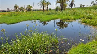 محافظ قنا يقرر إعفاء مزارعي أراضي طرح النهر من الإيجارات خلال فترة الغمر