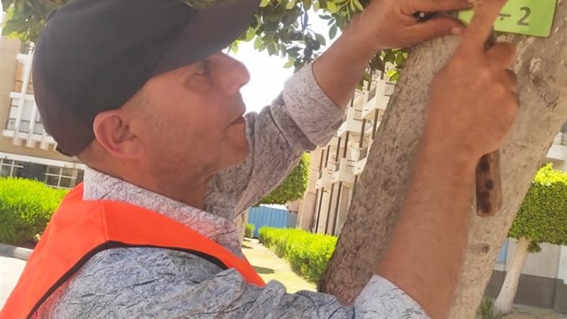 تكويد الأشجار بالإسماعيلية