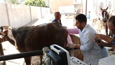 مشروع وطني بالشرقية.. 7 آلاف رأس ماشية تحت المسح التناسلي والتلقيح الاصطناعي