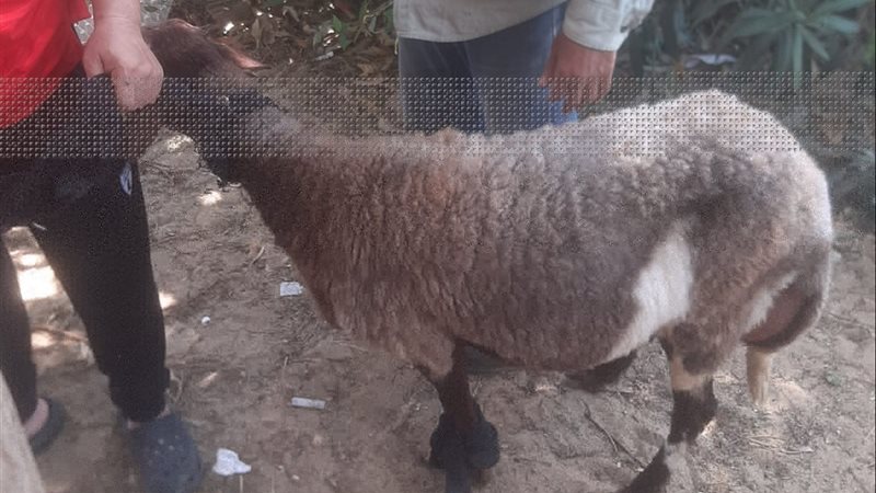 عيادة الحيوانات بالإسماعيلية 