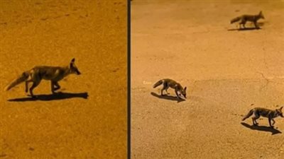 هل تم إطلاقها عمدًا؟.. خبير يكشف مفاجأة صادمة بشأن ثعالب حدائق أكتوبر