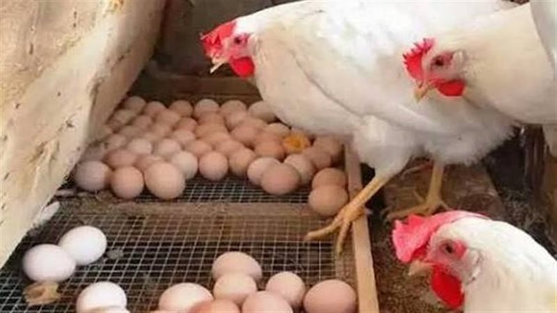 أسعار الفراخ والبيض
