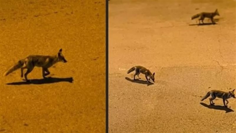ثعالب أكتوبر 