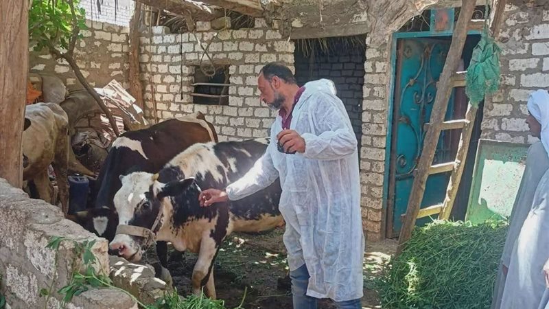 بيطري المنيا