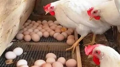 أسعار الفراخ البيضاء والبلدي والبيض اليوم الخميس 18 يونيو