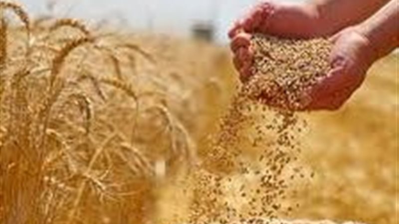 القمح المصري