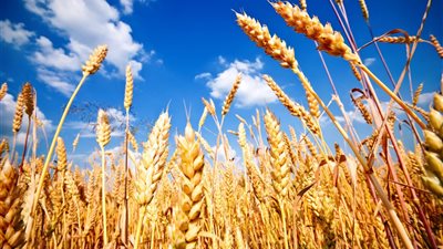 المنيا تواصل استقبال القمح.. توريد 530 ألف طن وضبط 1317 طنًا غير مطابق للمواصفات