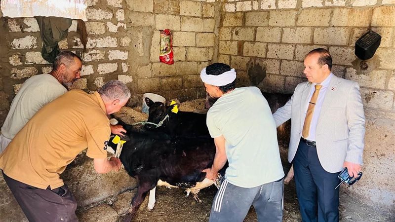 تحصين ماشية بالدقهلية