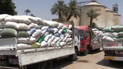 سوهاج تعادل إجمالي توريد قمح العام الماضي.. وتتوقع 200 ألف طن بأغسطس
