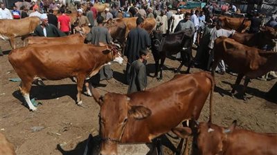 لماذا تمنع الدولة ذبح العجول أقل من 100 كيلو؟.. الزراعة تكشف الأسباب