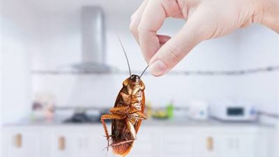 بدون مبيدات كيمائية.. 10 حيل منزلية طبيعية للتخلص من الحشرات المزعجة