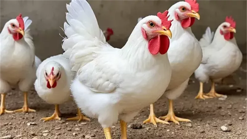 الفراخ