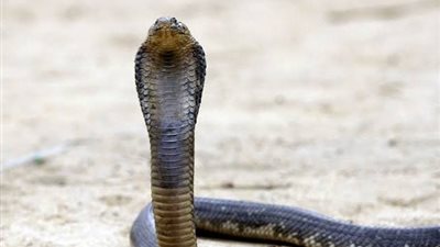 الطب البيطري بالشرقية: ارتفاع الحرارة وراء زيادة ظهور الكوبرا المصرية ولجنة مشتركة لمتابعة الموقف