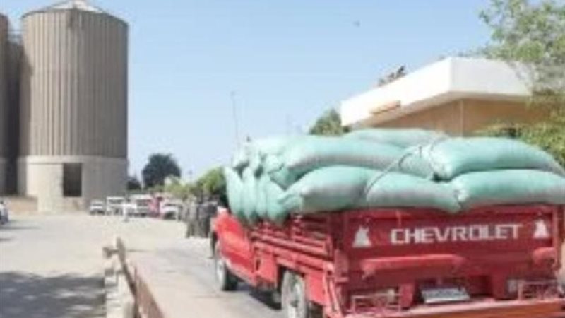 توريد القمح