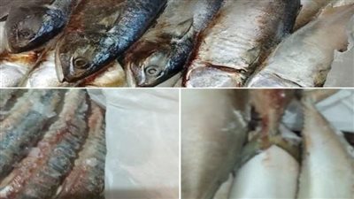 غير صالحة للاستهلاك الآدمي.. ضبط نصف طن أسماك في محافظة البحيرة