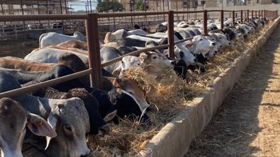 رغم هبوط أسعار الماشية.. لماذا لم تنخفض أسعار اللحوم حتى الآن؟