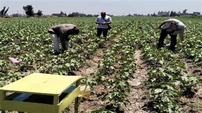 استنفار زراعي في الدلنجات لمكافحة دودة الحشد والآفات وحماية محاصيل الصيف