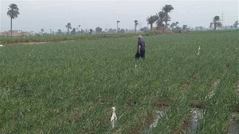 أرشيفية