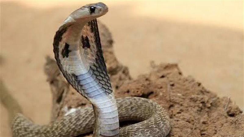 حوادث لدغات الثعابين