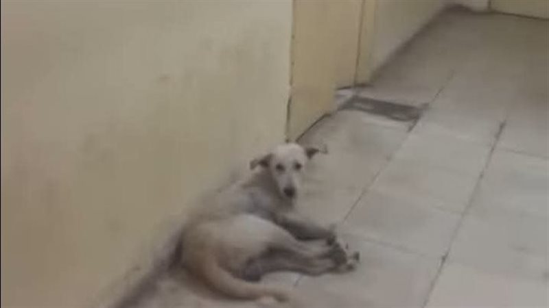كلب داخل مستشفى جرجا