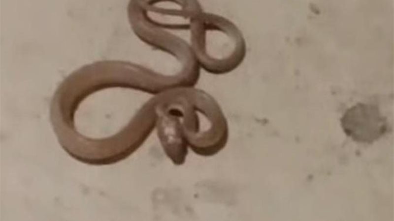 الواقعة 