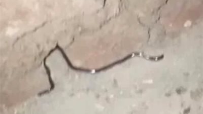 ظهور ثعبان كبير في قرية أبو ناعورة بالفيوم يثير الذعر بين الأهالي