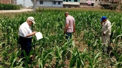 زراعة الشرقية تنظم يومًا حقليًا للأرز بأبو كبير وكفر صقر لتعزيز الإنتاجية 