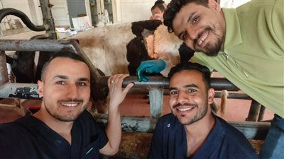 جامعة بني سويف تنقذ عجلًا بجراحة دقيقة بعد تشخيص مفاجئ| صور