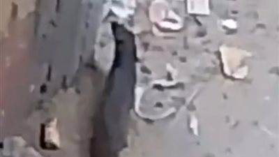 غير شرس وصديق للبيئة أول تعليق من الطب البيطري بالفيوم حول الحيوان الغامض بأبشواي