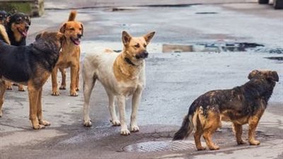 من السجل الإلكتروني إلى الشريحة الذكية.. كيف نظم القانون ترخيص الكلاب؟
