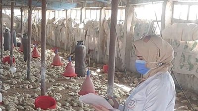 لدعم الثروة الداجنة والحد من الأمراض الوبائية.. تحصين 118 ألفًا و700 طائر بالشرقية