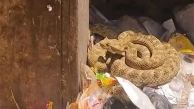 تداول صور لأفعى بجوار القمامة في نجع حمادي.. ورئيس المدينة: ذكاء اصطناعي