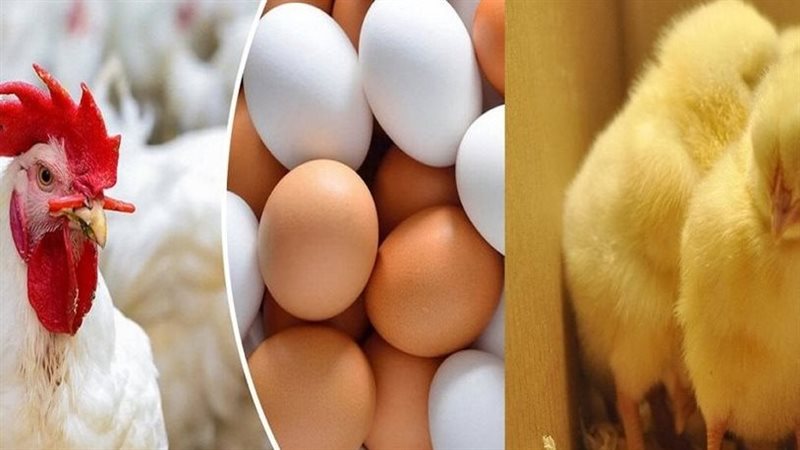 الدواجن والبيض والكتاكيت
