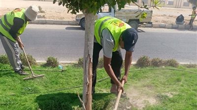 سباق مع الزمن في بني سويف الجديدة لتجميل المداخل والمحاور الرئيسية