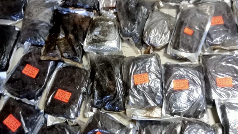 ضبط أعشاب منتهية