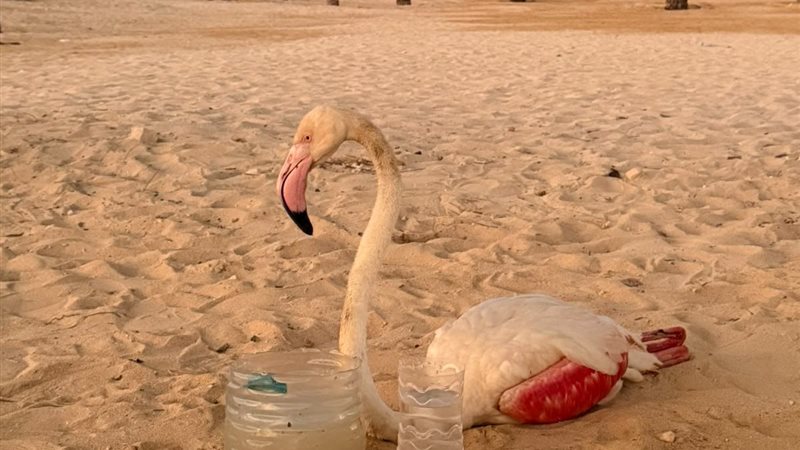 وزارة التنمية المحلية 