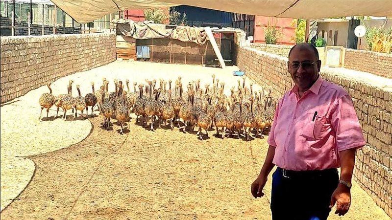 مشروعات تربية النعام