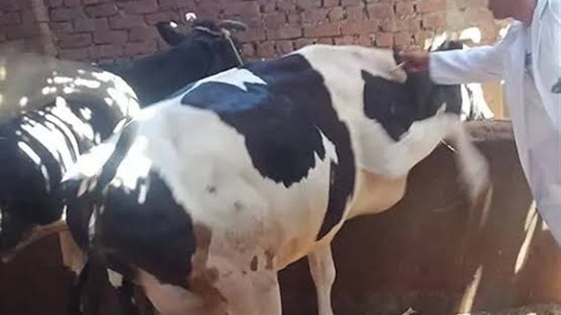  فحص أكثر من 80 ألف