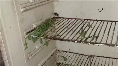 عثروا على صراصير داخل الثلاجة.. غلق مطعم خلال حملة تفتيشية في قنا