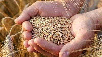 رئيس مركز تغير المناخ: استنباط 22 صنفًا جديدًا من القمح لتعزيز الأمن الغذائي