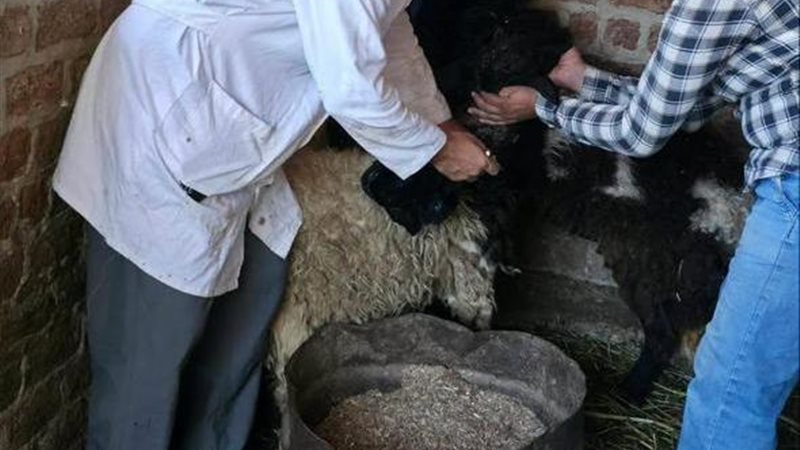 الطب البيطري يبدأ
