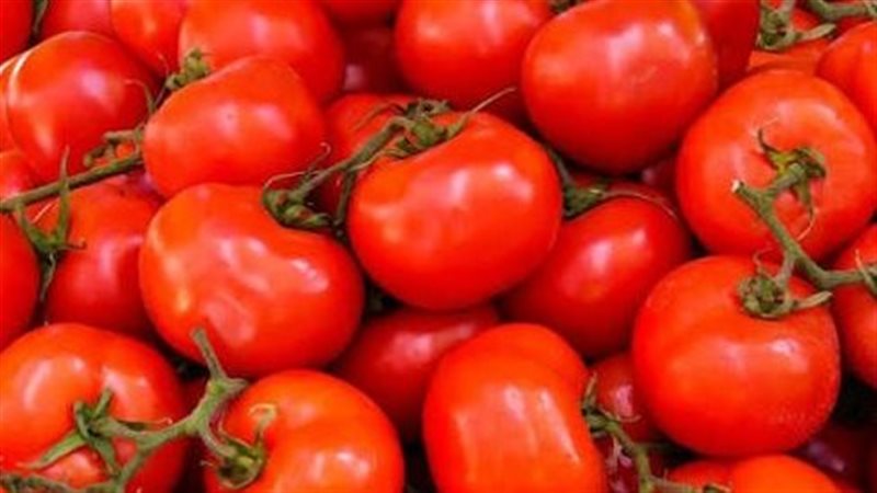 حقيقة وصول سعر كيلو الطماطم إلى 50 جنيهًا