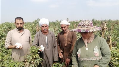 تزامنًا مع عيد الفلاح.. فرحة المزارعين بحصاد محصول القطن بالشرقية