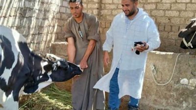 حملات بيطرية في المنيا لتحصين أكثر من 76 ألف رأس ماشية ضد الأمراض